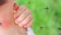 Откриха как комарите „виждат“ телата на топлокръвните животни