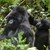 Мълния погуби застрашен вид горили в Уганда