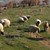 Топят се стадата от овце и кози
