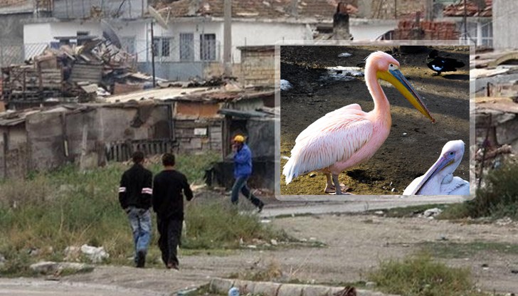 Еколози напомнят, че розовият пеликан е под закрилата на Закона за защита на биоразнообразието и е включен в Червената книга на България