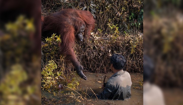На снимки се вижда как маймуната се навежда напред и дава ръката си