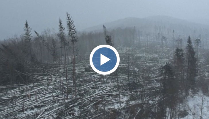 Ураганът със скорост до 220 км/ч унищожи 60 хиляди куб/м дървесина