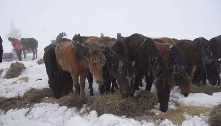 Петър Пишелов остави животните да умрат от глад и студ в планината