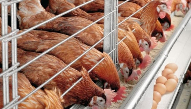 Във фермата в с. Трилистник се отглеждат 55 437 кокошки носачки, а в обекта в с. Пъдарско - 11 600 патици мюлари