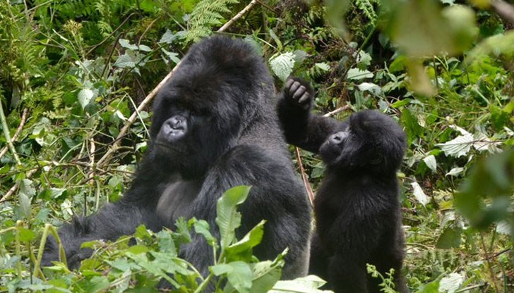 Три възрастни женски горили, едната от които бременна, и един мъжки екземпляр в Националния парк Мгахинга, са били открити с тежки наранявания