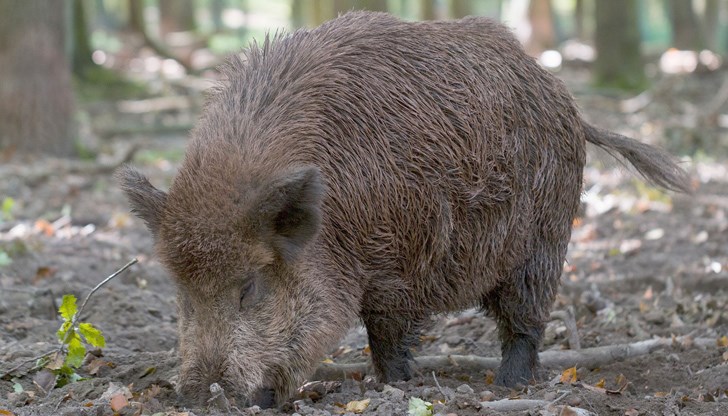 Една положителна проба за африканска чума е установена при диво прасе на територията на Държавно ловно стопанство "Дунав"