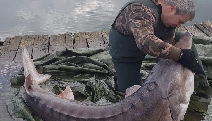 Рибар вади пластмасови отпадъци, погълнати от 170-килограмова есетра