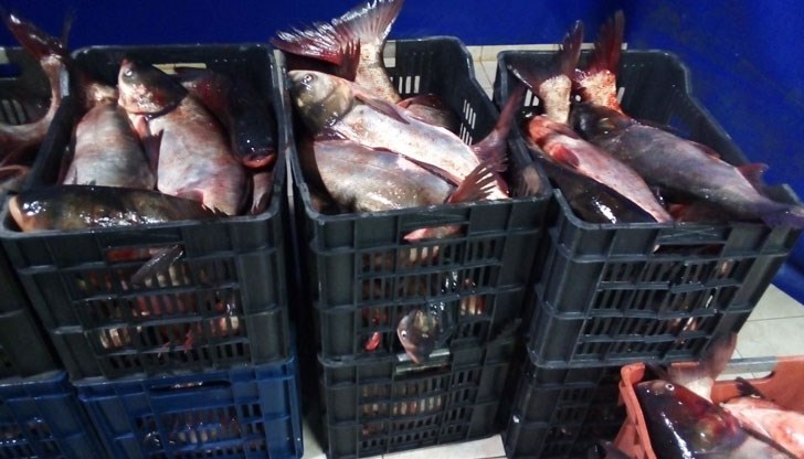 Служители на сектор „Рибарство и контрол“ Русе откриха рибата в микробус