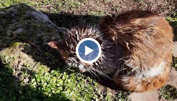 Собствениците на котката смятат да подадат жалба за проявеното насилие над животното