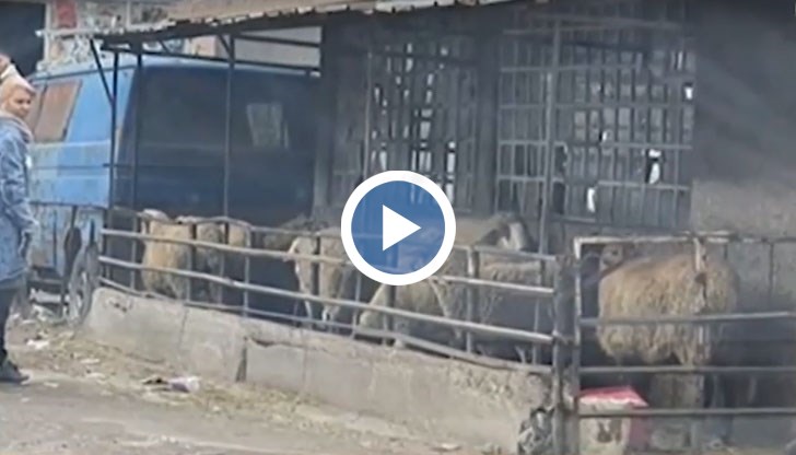 Ферма с овце се появи между блоковете