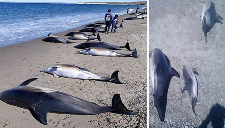 Тревога буди фактът, че броят на загиналите делфини може да бъде много по-голям, защото не всички трупове се изхвърлят на брега