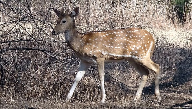 Полицейски служители са намерили останки от трупа на животното
