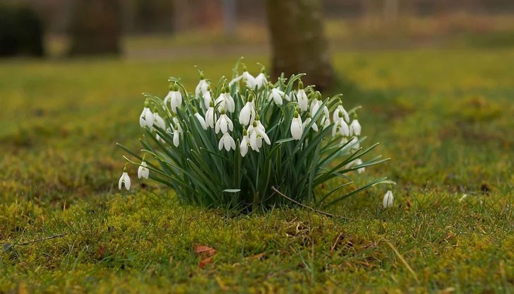 Тези цветя са почитани в национален парк в южната ни съседка Тези цветя са почитани в национален парк в южната ни съседка