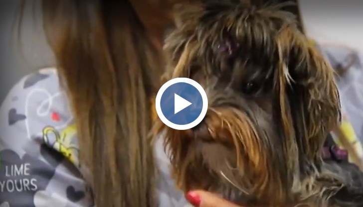 Лекари направиха уникална операция на гръбнак на йоркширски териер във Варна