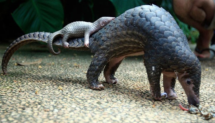 Панголинът ли е междинната връзка между прилепите и хората на заразата с коронавирус? Панголинът ли е междинната връзка между прилепите и хората на заразата с коронавирус?