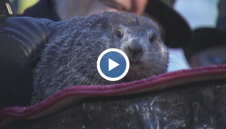 Най-добрият синоптик сред животните – мармотът Фил прогнозира настъпването на пролетта