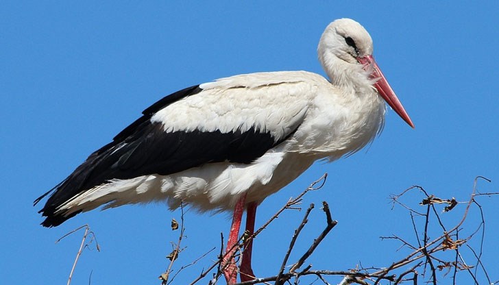 Предвестникът на пролетта оправял гнездото и носел нови съчки в „жилището”