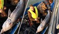 Инспектори на ИАРА върнаха в река Дунав 100-килограмова моруна