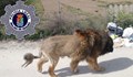 "Лъв" стресна жителите на испански град