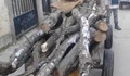 Полицаи хванаха мъж да "бере" дърва в Сеново