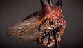 Учени кръстиха нов вид насекоми на Лейди Гага