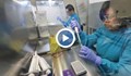 Пробив в изработването на ваксина за COVID-19