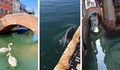 Кристална вода, лебеди и делфини в каналите на Венеция