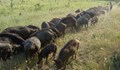 България изгуби древната порода от Източнобалканска свиня