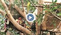 В Индия бездомни се самоизолират по дърветата