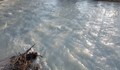 Замърсяване на река Тополница