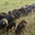 България изгуби древната порода от Източнобалканска свиня