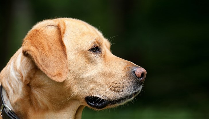 Кучетата ще бъдат обучавани в продължение на шест седмици, за да могат да предоставят бърза и неинвазивна диагноза за заразените