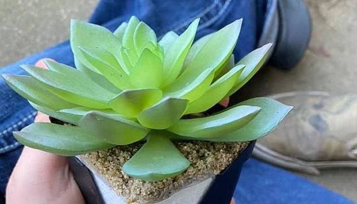 Бях толкова горда с това растение. То беше перфектно