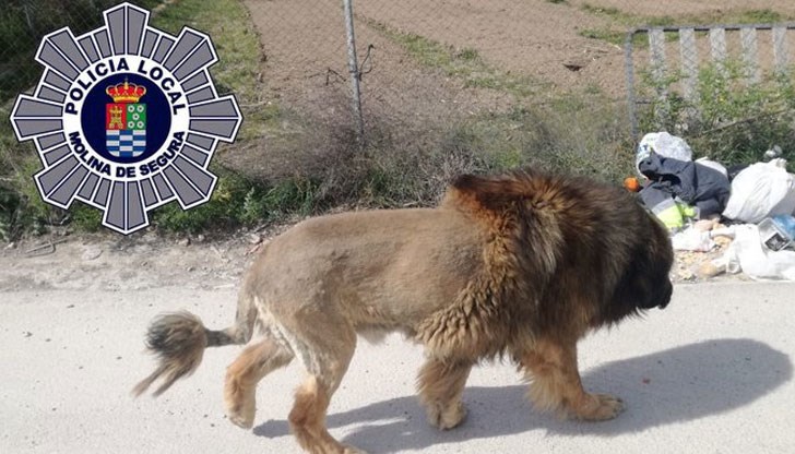 Полицаи се отзовали на многобройни сигнали за лъв, разхождащ се на свобода