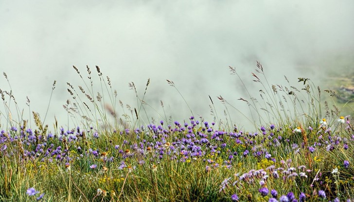 Не разменяйте растения, които не познавате Не разменяйте растения, които не познавате