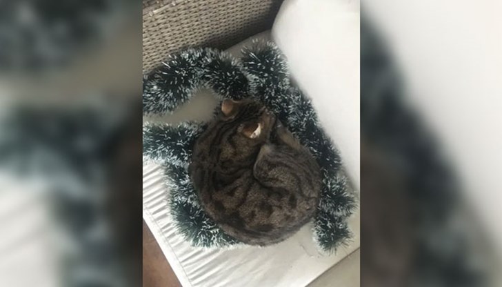 Неизвестният продавач описва домашния си любов като истински демон, който яде, каквото му попадне пред очите