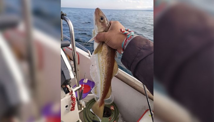 Находката е рядко срещан едър меджид