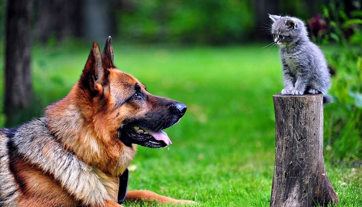 От научна гледна точка мозъкът на котката е по-съвършен от мозъка на кучето От научна гледна точка мозъкът на котката е по-съвършен от мозъка на кучето