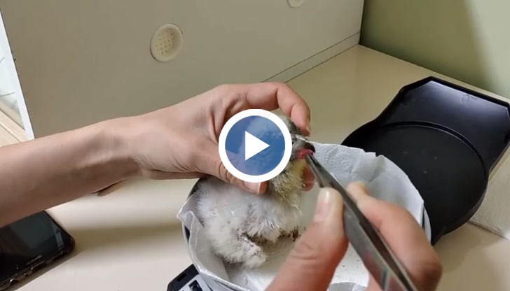 Бебето се появи на бял свят с човешка помощ