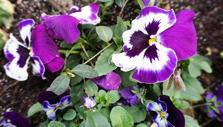 Честито на всички именници!