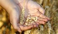 Русия прекратява износа на пшеница
