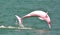 Розови делфини се появиха край бреговете на Тайланд