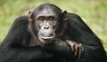 Биолози спряха развитието на Ковид-19 при маймуни с лекарство срещу ебола