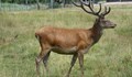 Бракониери застреляха три благородни елена в Шуменско