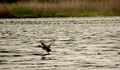 Птиците в езерото "Сребърна" са в размножителен период