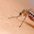 Може ли комарите да разпространяват коронавирус?