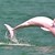 Розови делфини се появиха край бреговете на Тайланд