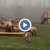 Овце си играят на детска площадка в Уелс