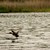 Птиците в езерото "Сребърна" са в размножителен период