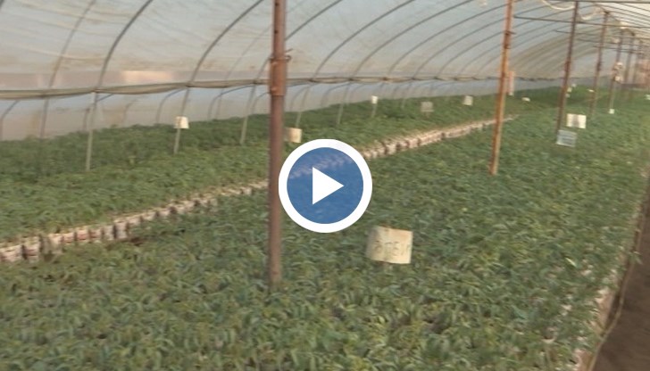 Заради крутите мерки срещу коронавируса пазарите са затворени